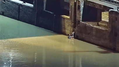 26200edf2c9f93135c3eb34c62f1e584_640_wx_fmt=gif&wxfrom=5&wx_lazy=1.gif