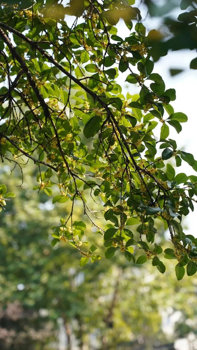 杭城秋桂(往年资料图) 图片