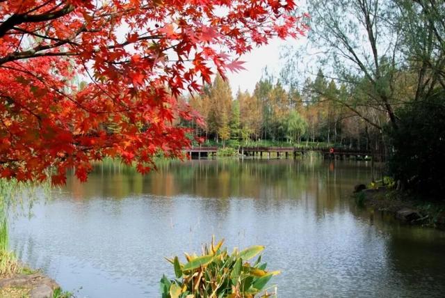 千桃园红叶(往年资料图) 图片