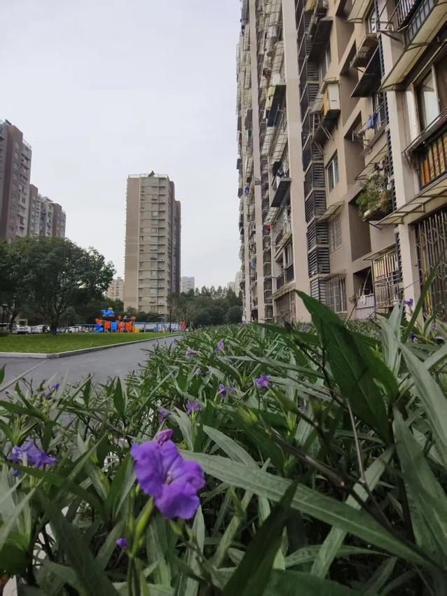 社区花坛里种上各类鲜花 图片