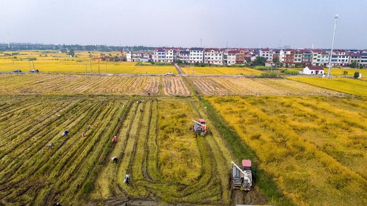 在浙江省金华市罗埠镇山下陈村,300多亩金华市农科院引进试种的“农香39”晚稻成熟,人们忙着开镰收割。新华社发