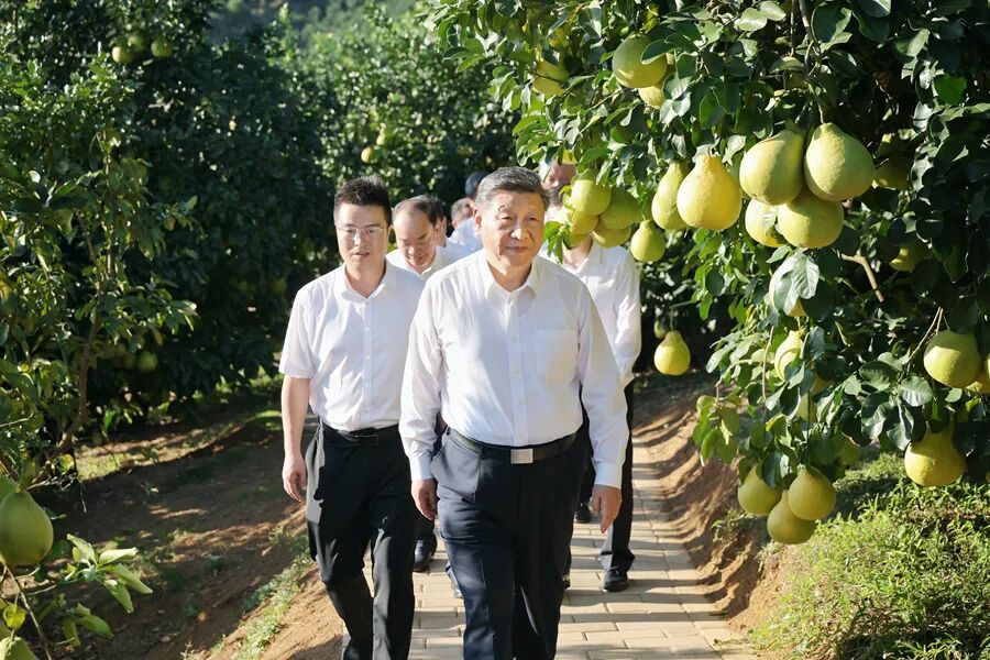 11月7日至8日,中共中央总书记、国家主席、中央军委主席习近平在广东考察。图为7日下午,习近平在梅州市梅县区雁洋镇南福金柚种植基地考察。新华社发(肖翊 摄)