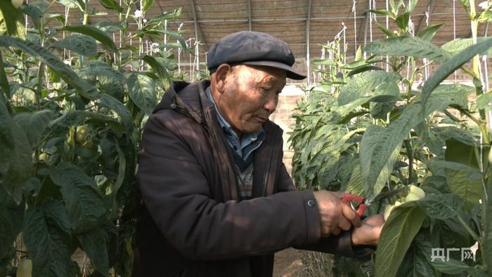 李应川在自家大棚打理人参果树(央广网记者 寇刚 摄)