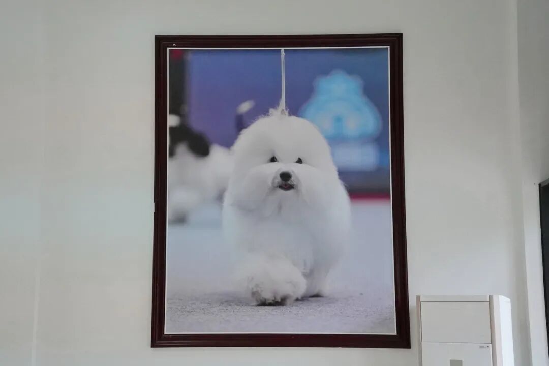 威尔迪的后代兰博 图片